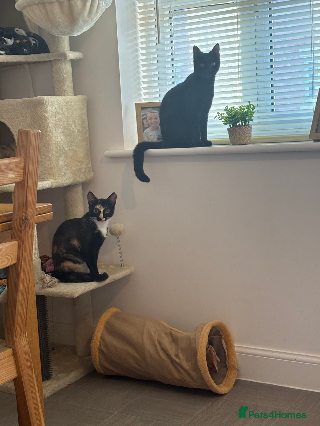 Mixed Breed cats for sale: 2 indoor female cats  - Image 4