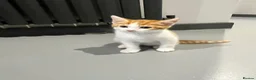 Mixed Breed cats for sale: Ginger and white short hair male - Advert 4