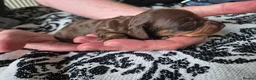 Miniature Dachshund dogs for sale: 4 Miniture Dachshund For Sale - Advert 5