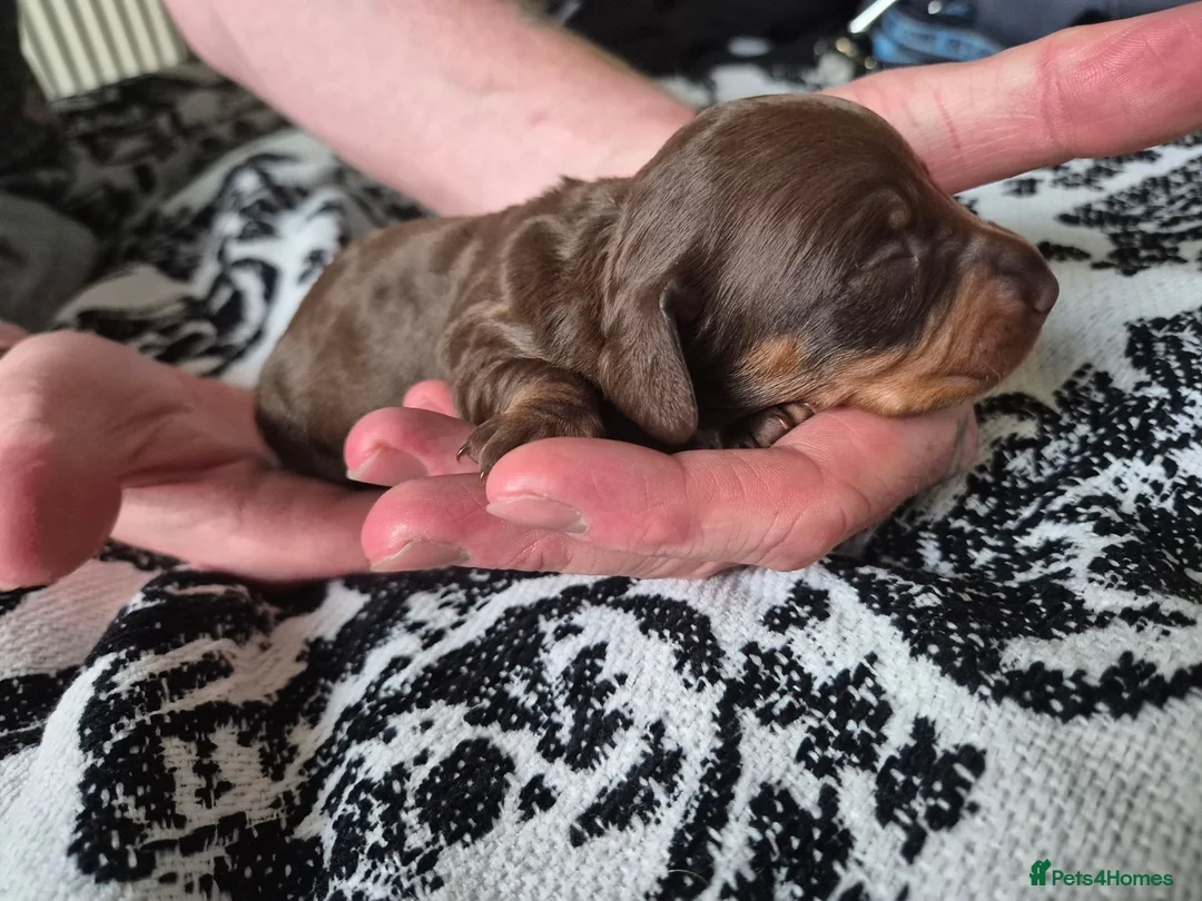 Miniature Dachshund dogs for sale: 4 Miniture Dachshund For Sale - Advert 5