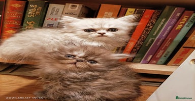 Persian cats - Advert 13