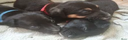 Mixed Breed dogs for sale: Beautiful patterdale X collie puppies  in Fordingbridge - Advert 1