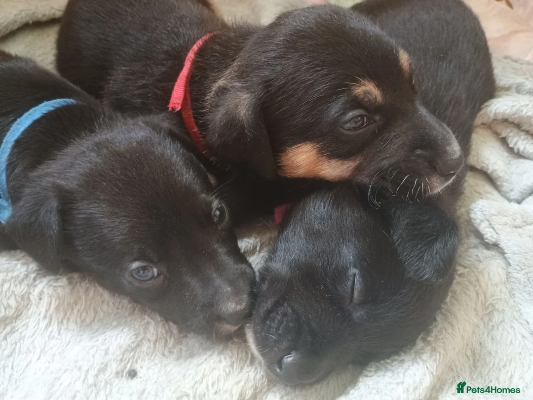 Mixed Breed dogs for sale: Beautiful patterdale X collie puppies  in Fordingbridge - Advert 1