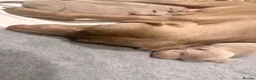 Weimaraner dogs for sale: Wonderful KC Reg Weimaraner Puppies x 6  - Advert 11