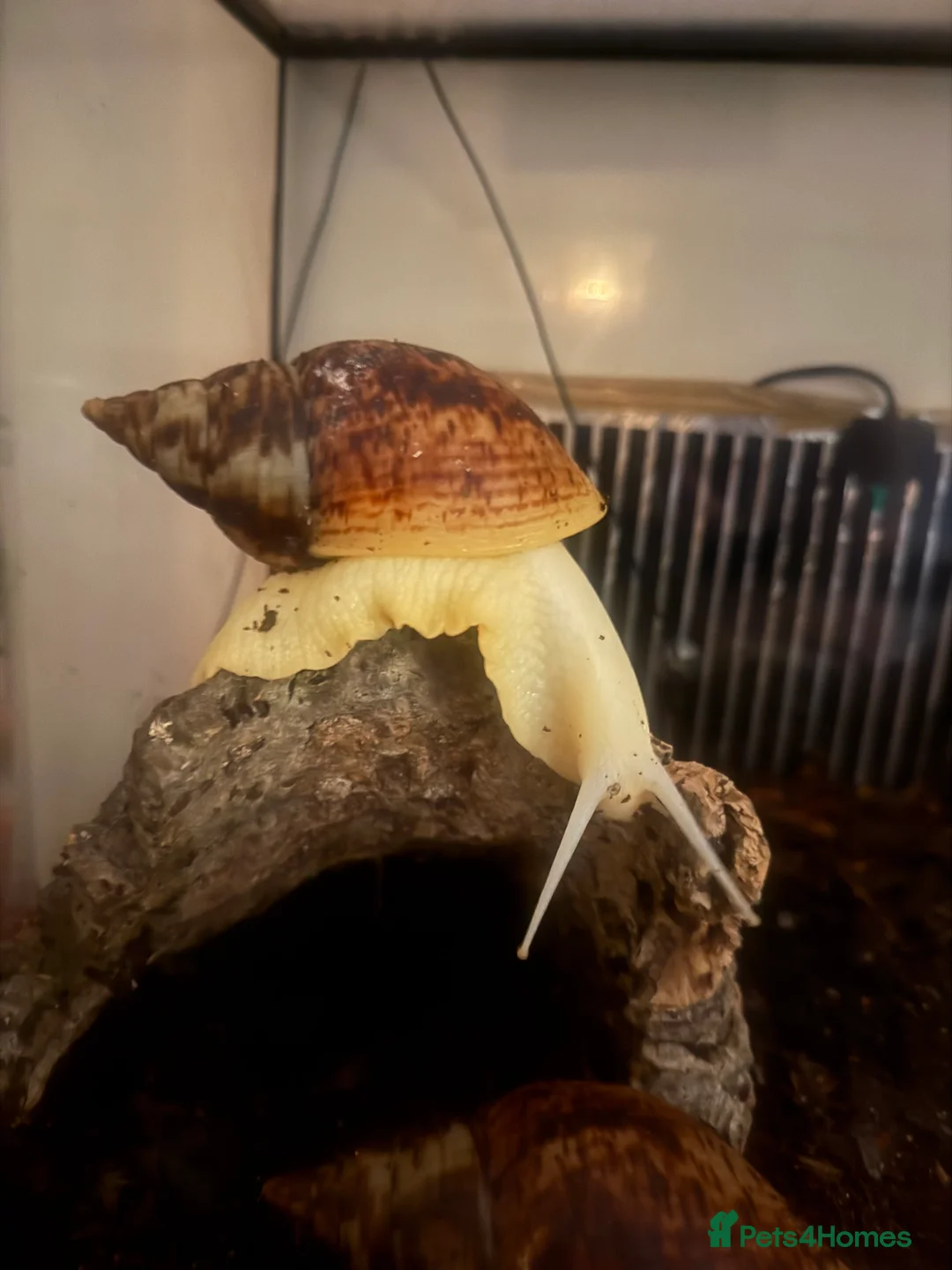 Snails invertebrates for sale: African land snails  - Advert 5
