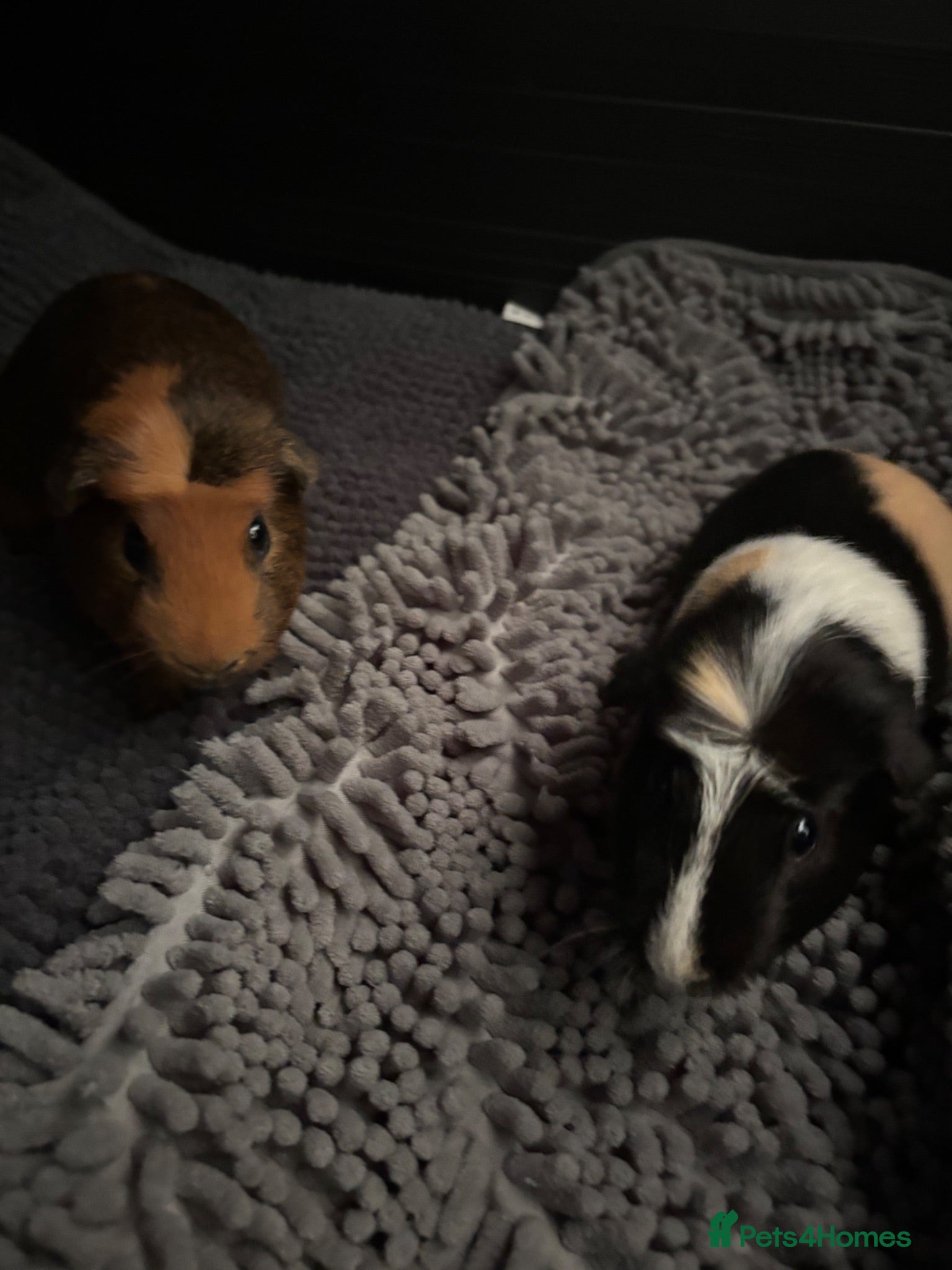 Guinea Pig rodents Pair of bonded boars for rehoming - Advert 1