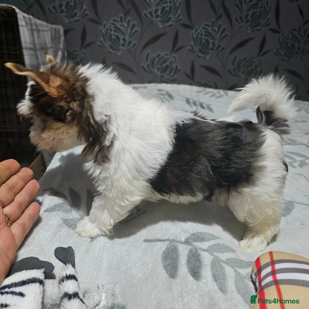 Yorkshire Terrier dogs for sale: 4 Adorable Yorkshire terrier pups  - Advert 7