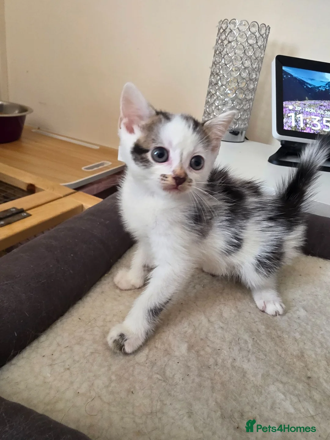 Mixed Breed cats for sale: READY NOW Bengal cross kittens  - Advert 1
