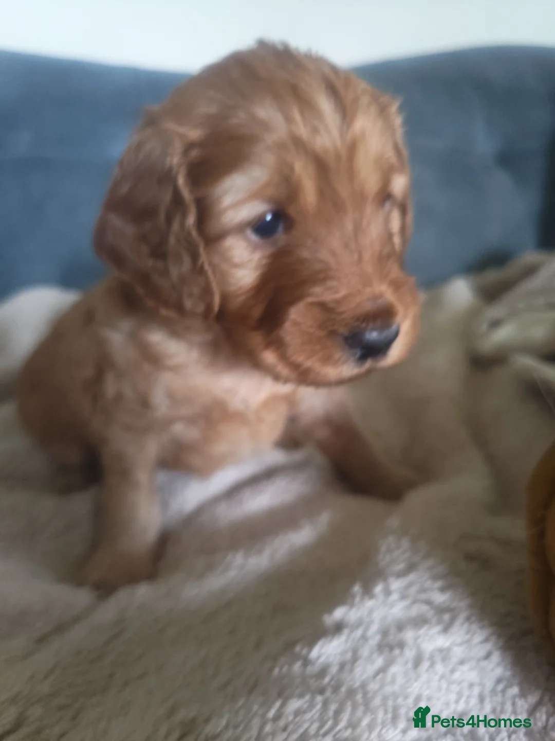 Cockapoo dogs for sale: Show Cockapoo puppies F1 - Advert 1