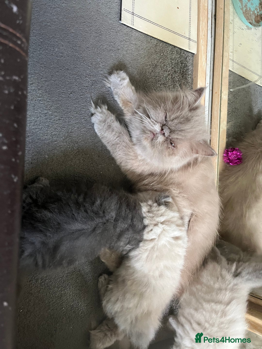 Persian cats for sale: 2 ULTRA AFFECTIONATE COLOURPOINT PERSIAN KITTENS  - Image 16