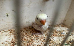 Lovebirds birds for sale: Lovebird for sale, all in good health  - Advert 2