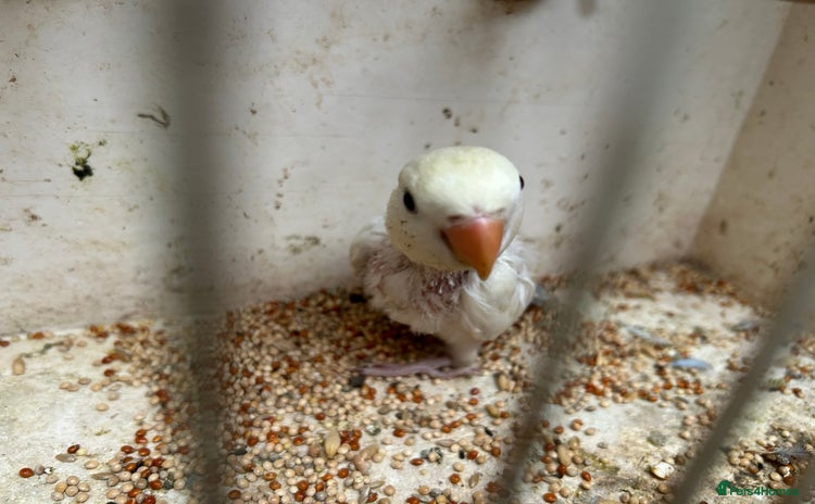 Lovebirds birds - Advert 15