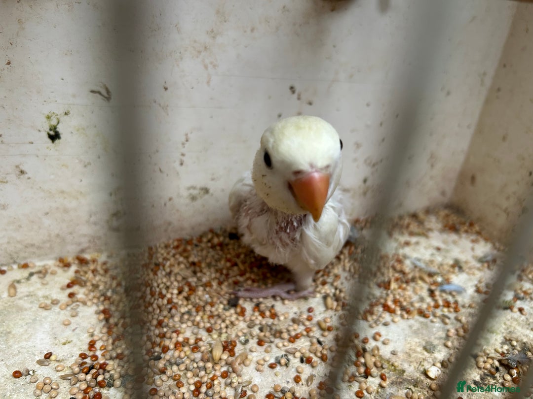 Lovebirds birds for sale: Lovebird for sale, all in good health  - Advert 2