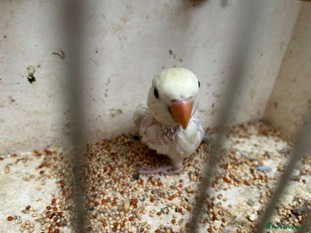 Lovebirds birds - Advert 15