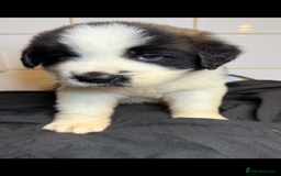 Saint Bernard dogs for sale: Saint Bernard puppies  - Image 28