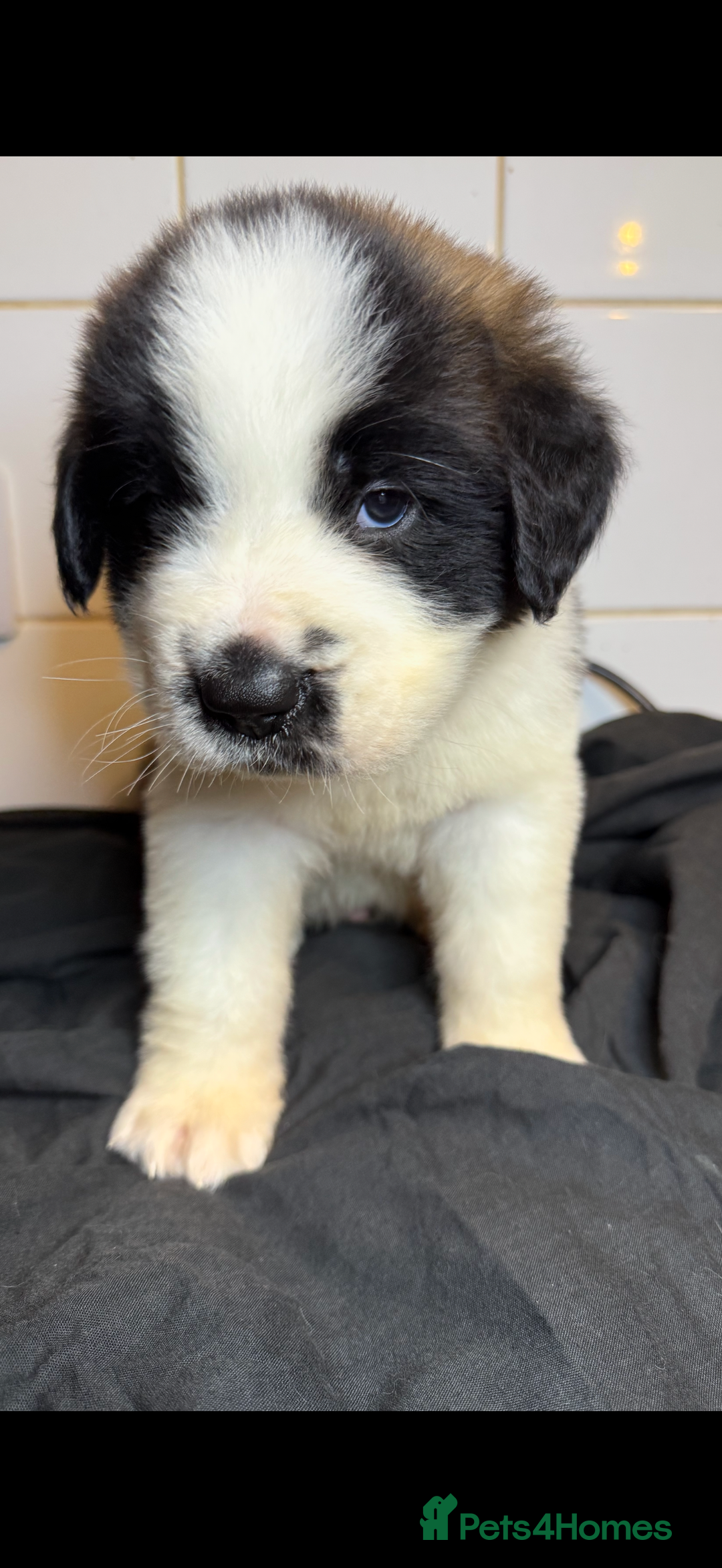 Saint Bernard dogs for sale: Saint Bernard puppies  - Image 28