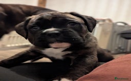 Boxer dogs for sale: Kc reg boxer pups for sale  - Image 10