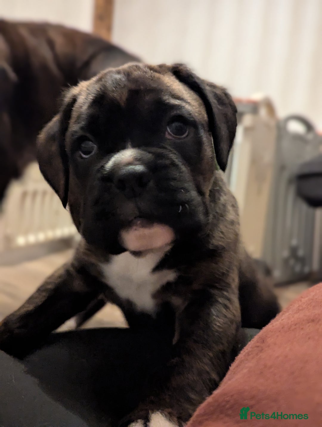 Boxer dogs for sale: Kc reg boxer pups for sale  - Image 10