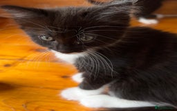 Mixed Breed cats for sale: siamese x siberian tuxedo kittens - Advert 38