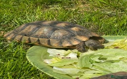Tortoise reptiles for sale: 3 x marginated tortoises - Image 3