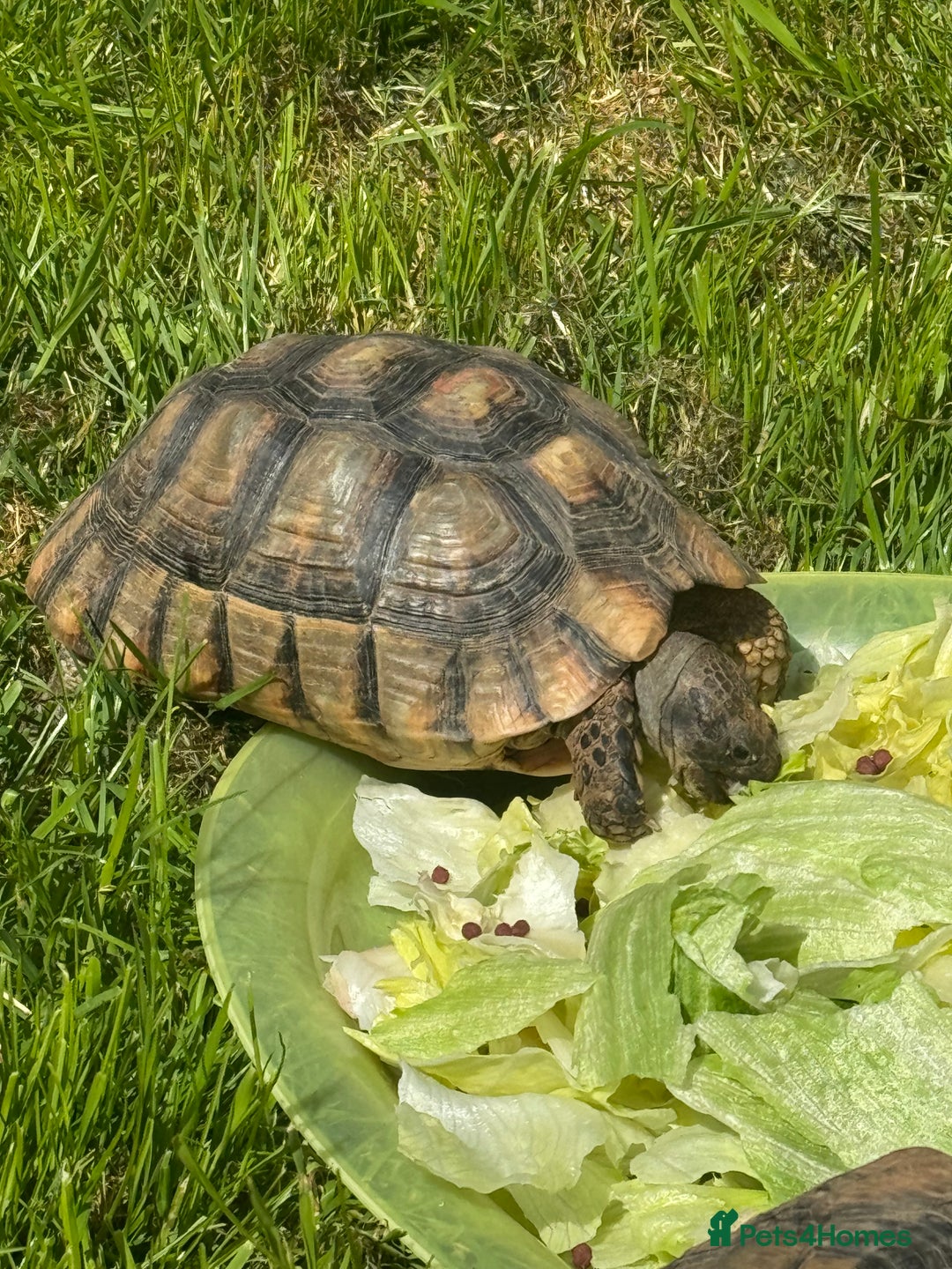 Tortoise reptiles for sale: 3 x marginated tortoises - Image 3