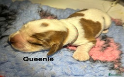 Cocker Spaniel dogs for sale: KC Chocolate & Tan Show Cocker Spaniel  - Image 7