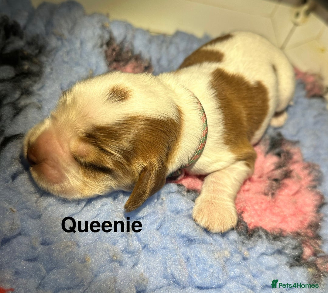 Cocker Spaniel dogs for sale: KC Chocolate & Tan Show Cocker Spaniel  - Image 7