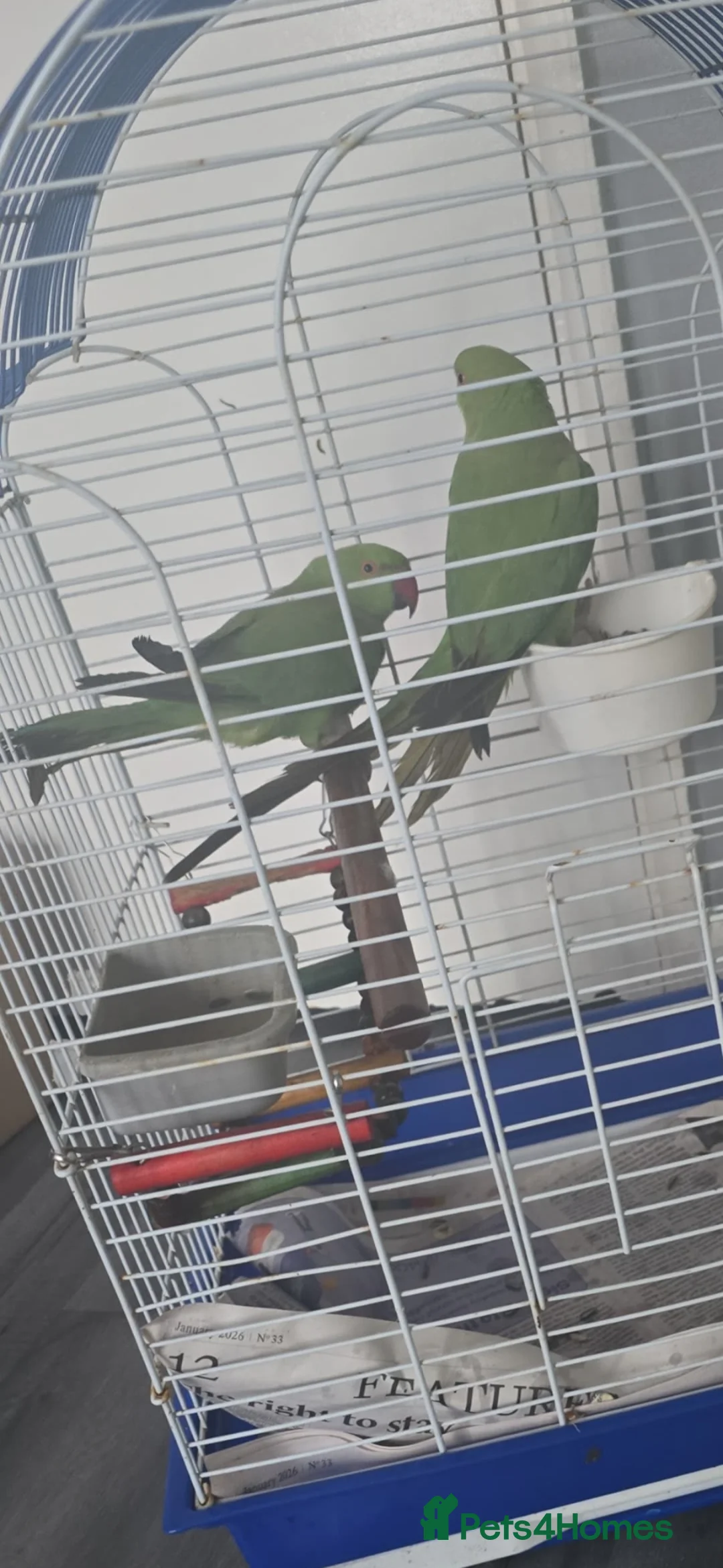 Ringnecks birds for sale: Indian ring nack parrot  in Edgware - Advert 2