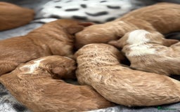 Cockapoo dogs for sale: Beautiful miniature cockapoo pups  - Image 2