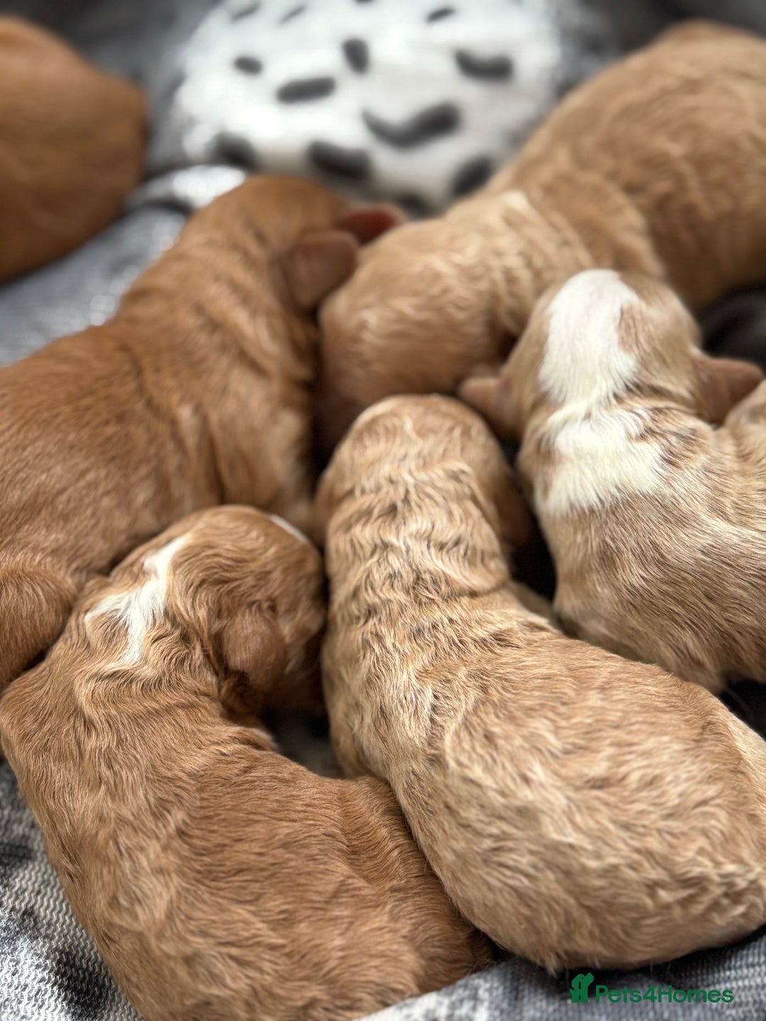 Cockapoo dogs for sale: Beautiful miniature cockapoo pups  - Image 2