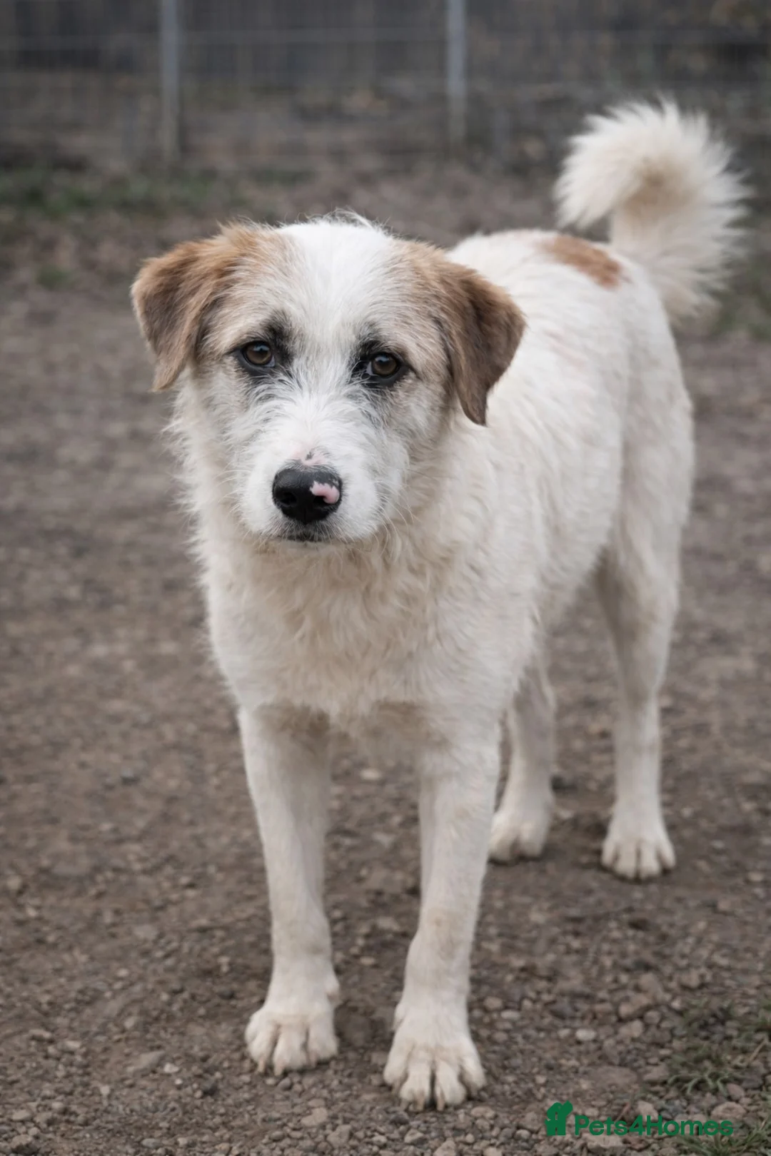 Mixed Breed dogs for adoption: Bonded Trio Seeking Sanctuary 🐾 - Advert 4
