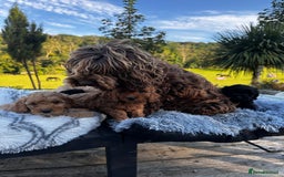 Cockapoo dogs for sale: Lovely litter cockapoo  - Image 10