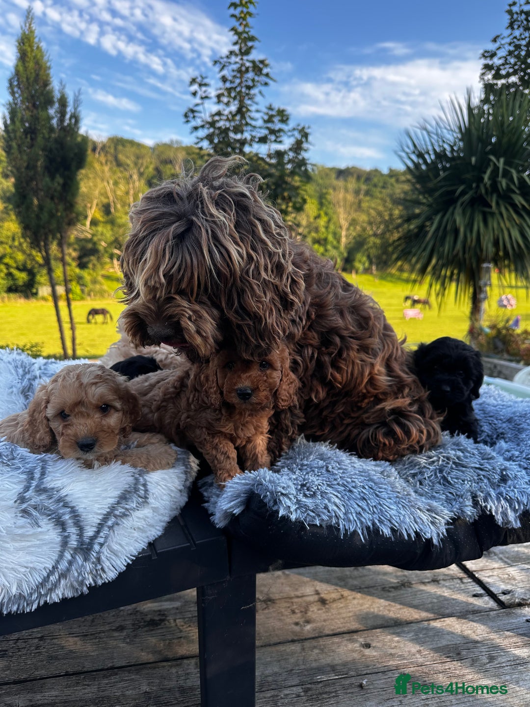 Cockapoo dogs for sale: Lovely litter cockapoo  - Image 10