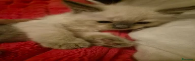 Minko