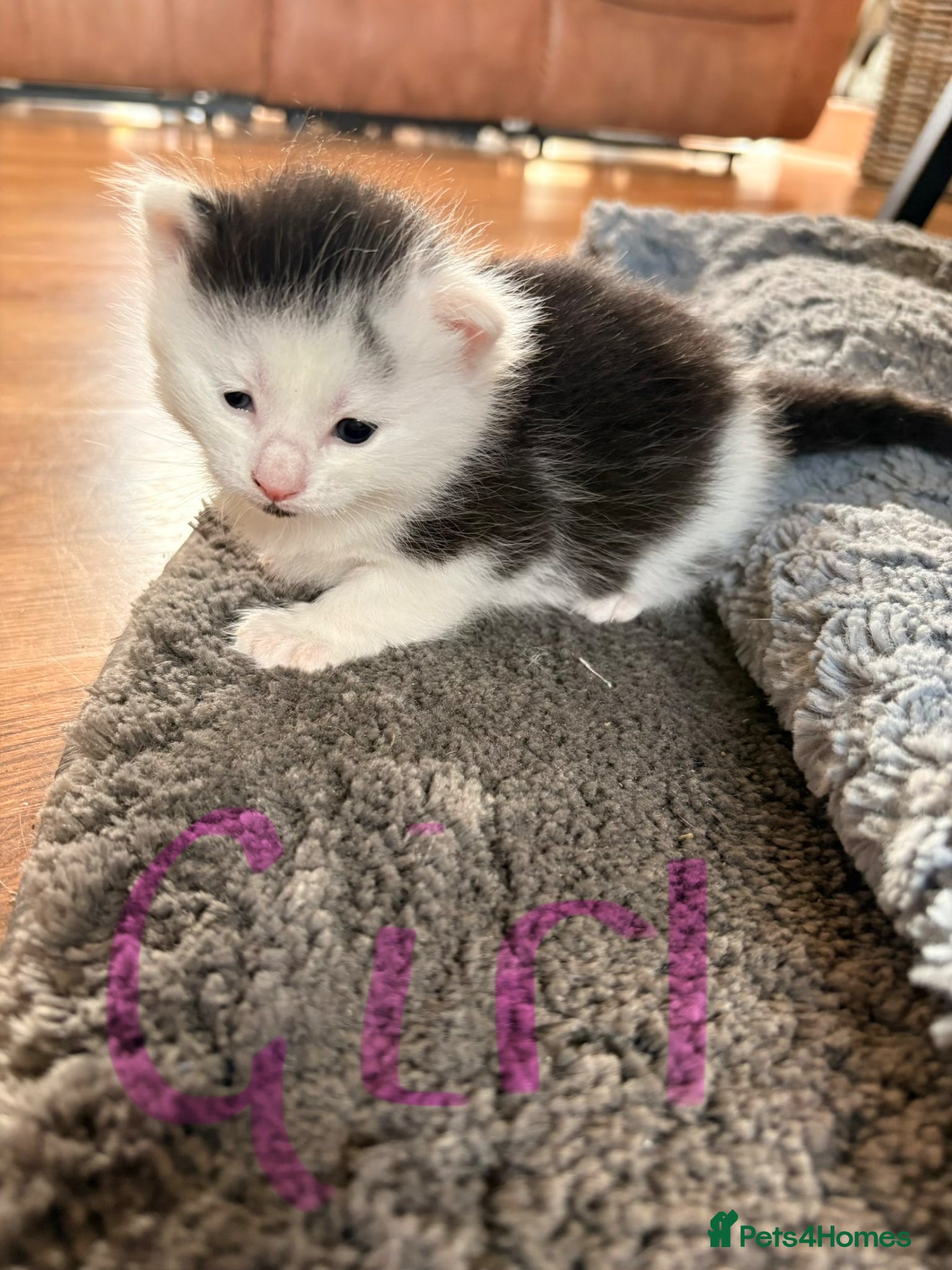 Mixed Breed cats for sale: Gorgeous kittens  in Nantwich - Advert 12