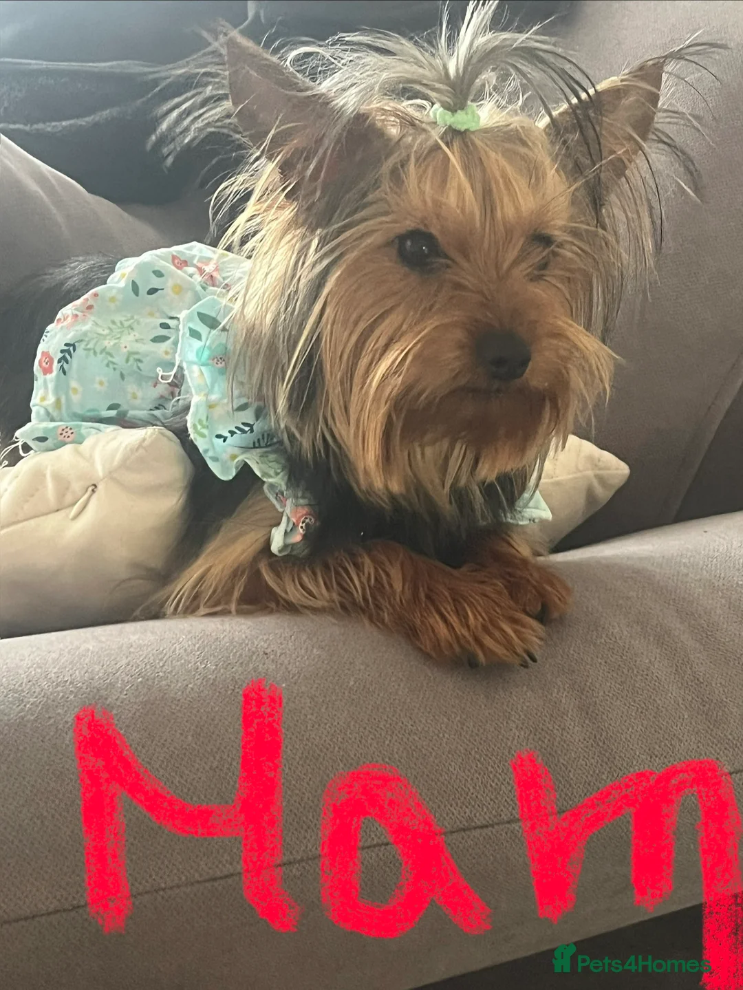 Yorkshire Terrier dogs for sale: 9-month yorkshire terrier - Advert 2
