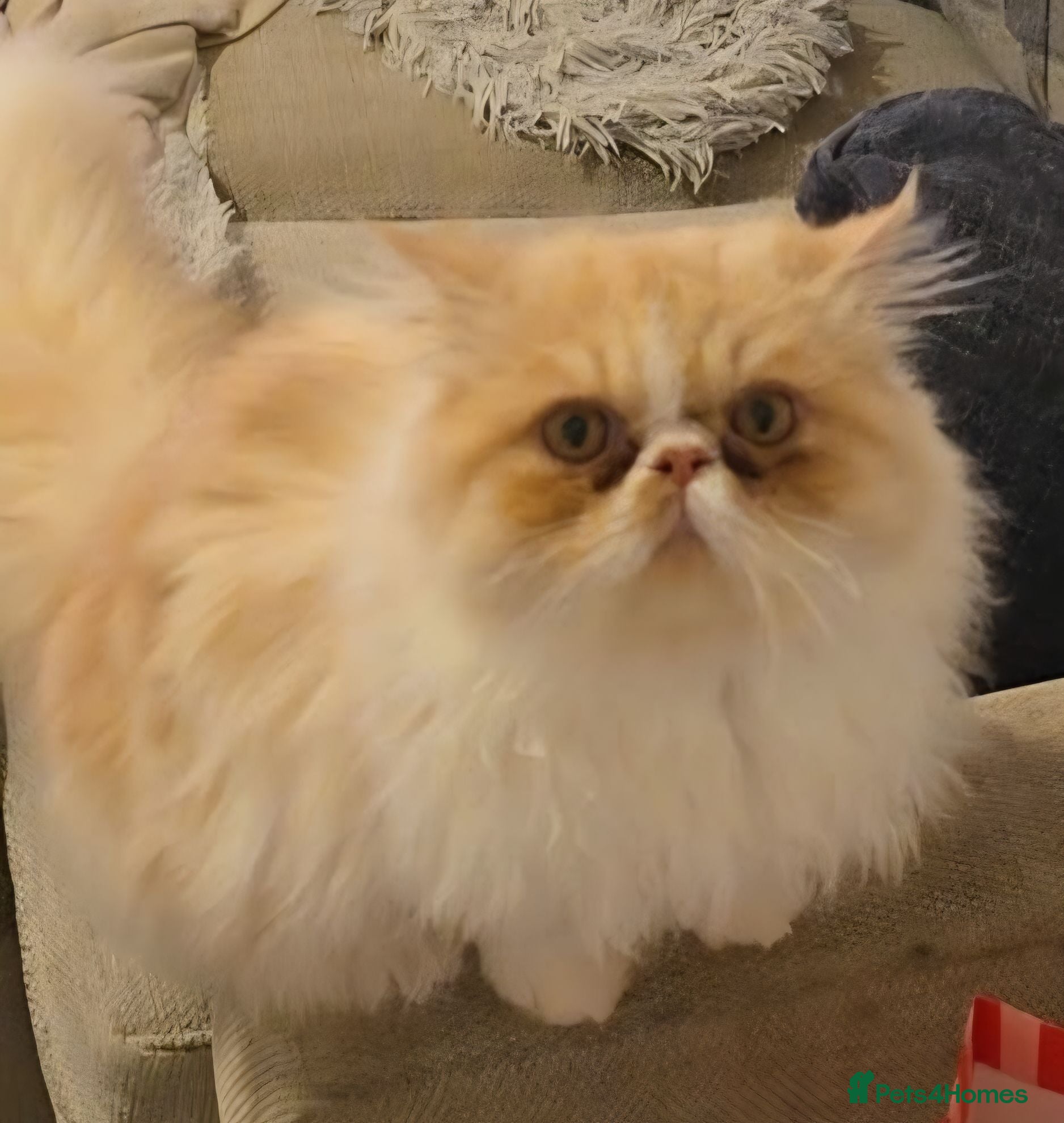 Persian cats White Persian (Jerry) - Advert 1