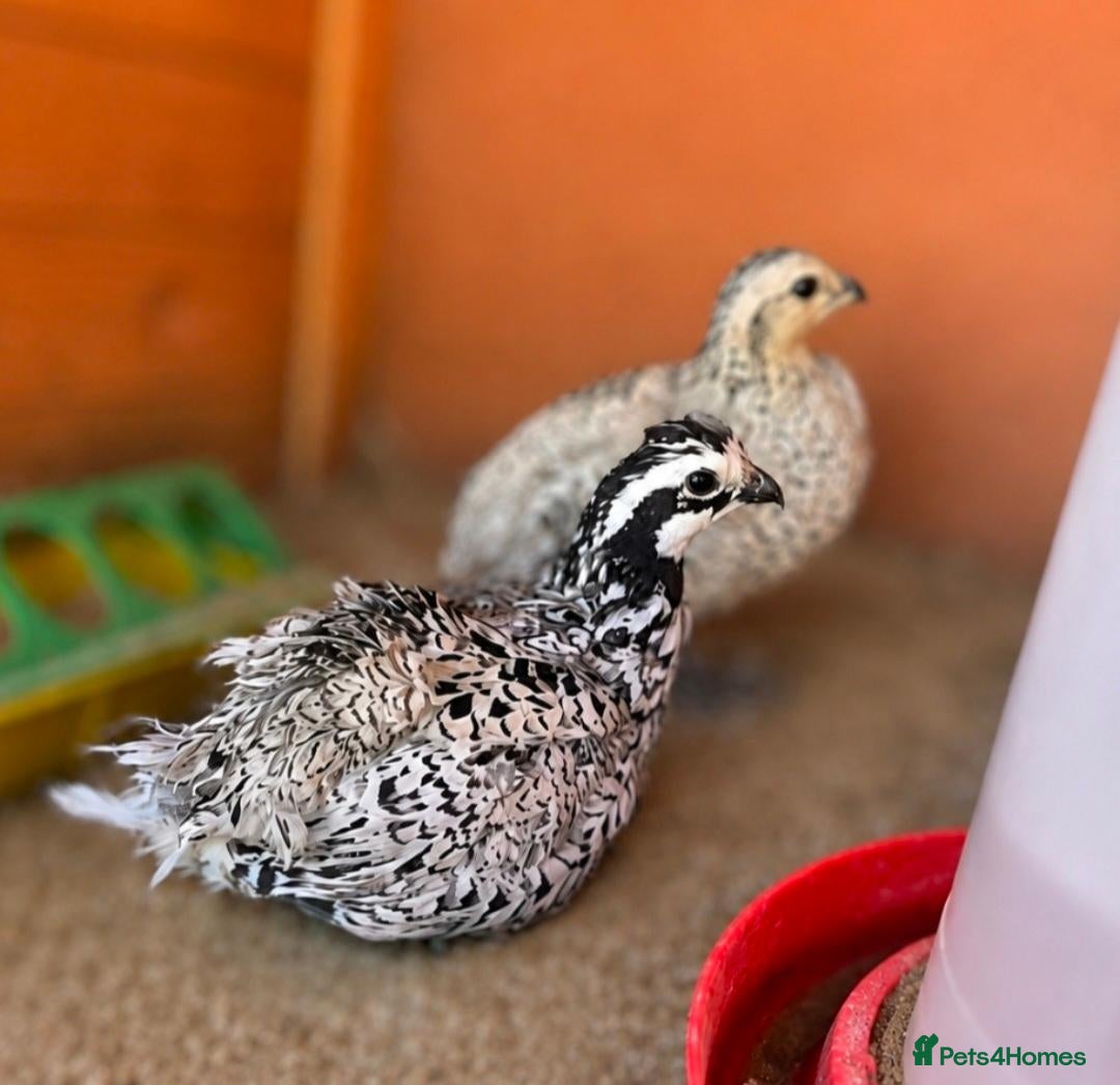 Quail poultry Snowflake Bobwhite Quail - Advert 2