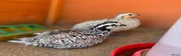 Quail poultry for sale: Snowflake Bobwhite Quail - Advert 1