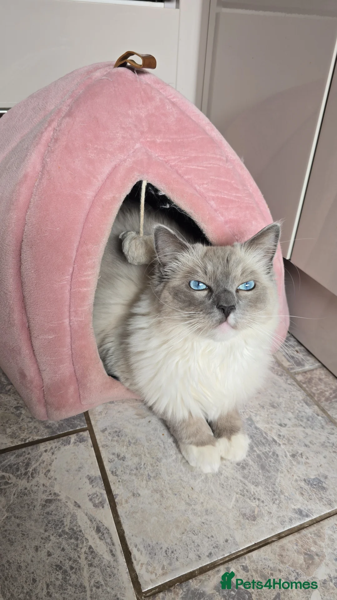 Ragdoll cats for sale: Beautiful ragdoll boy 1 year old - Advert 2