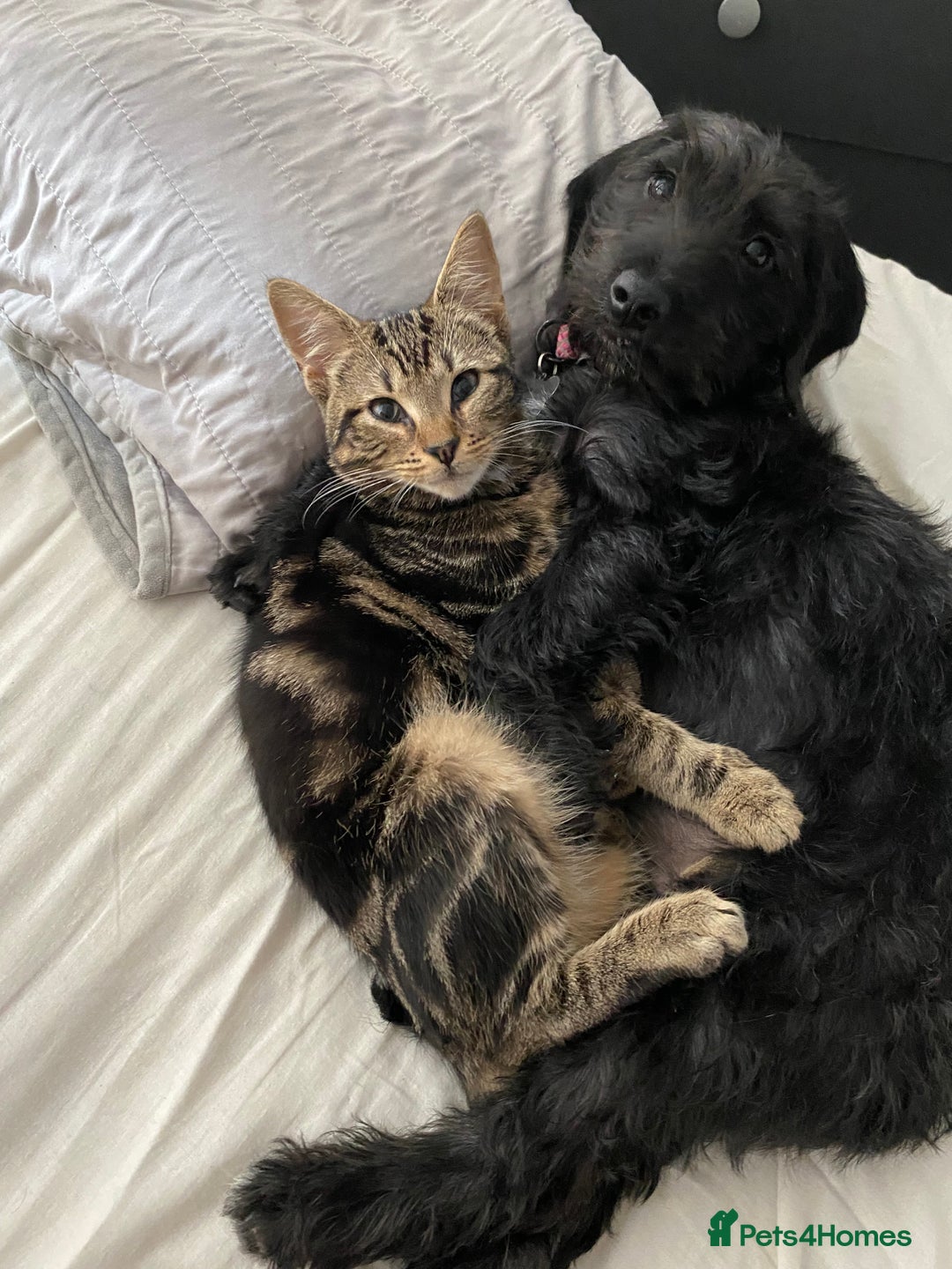 Mixed Breed dogs for sale: Beautiful dachshund for sale  - Image 2