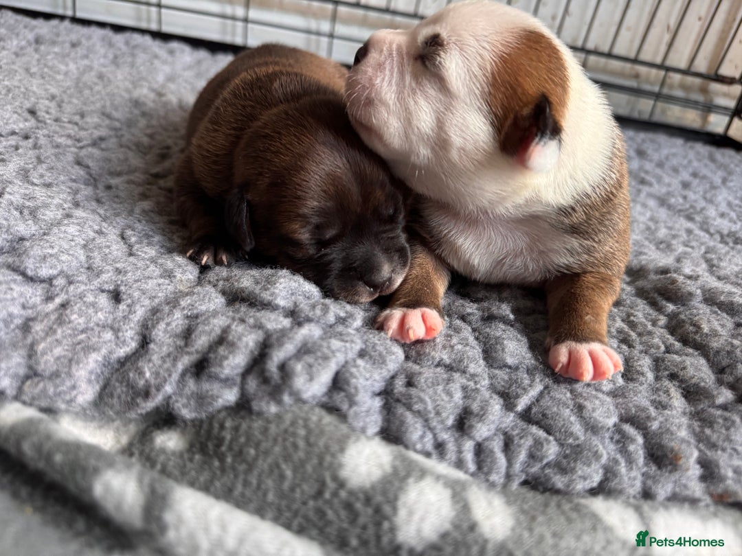 Staffordshire Bull Terrier dogs for sale: KC Staffordshire Bull Terrier - Image 15