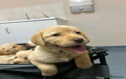 Labrador Retriever dogs for sale: Pure breed Labrador Retrievers puppies  - Image 20