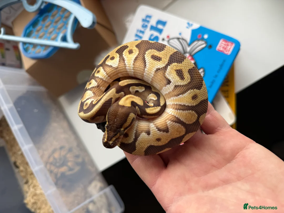 Python Snake reptiles for sale: female Mojave Enchi Het pied female  - Advert 3