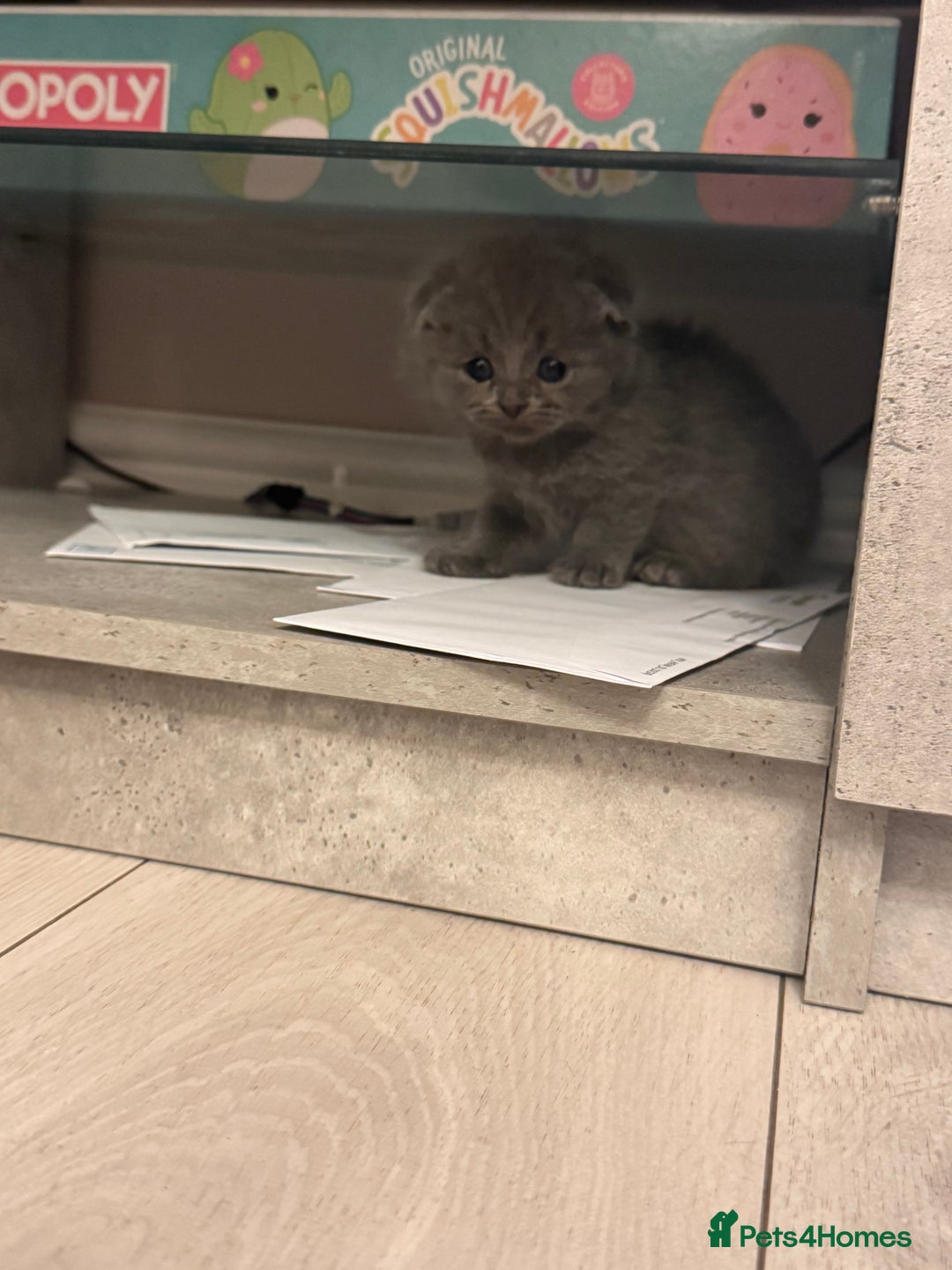 British Shorthair cats for sale: Kittens for sale - Image 3