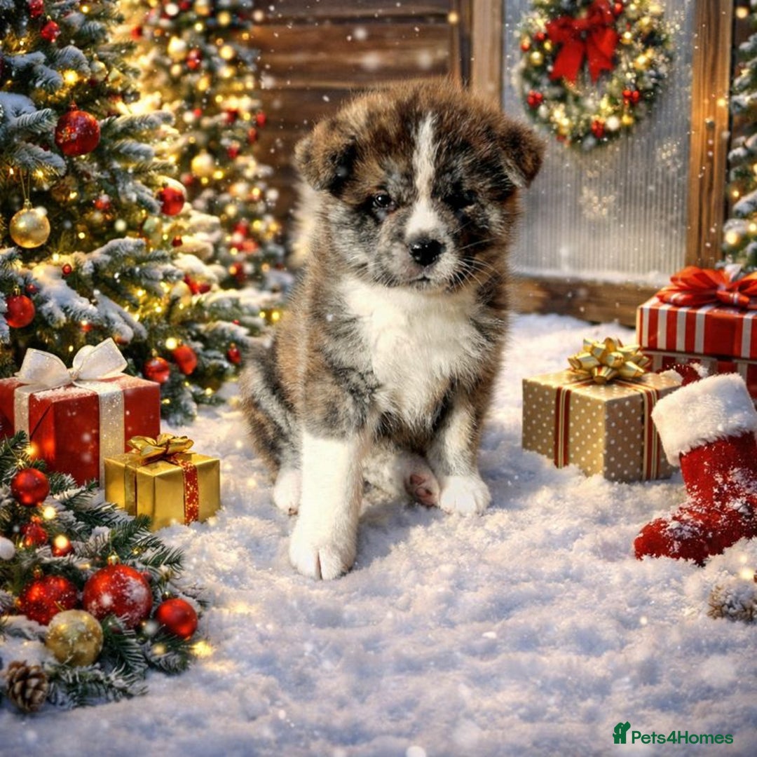 Japanese Akita Inu dogs for sale: Jepanese Akita Inu KC registered - Advert 14