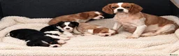 Cavalier King Charles Spaniel dogs for sale: Beautiful cavalier King Charles puppies  - Advert 22