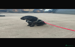 Mixed Breed dogs for sale: Cocker mix - Image 4