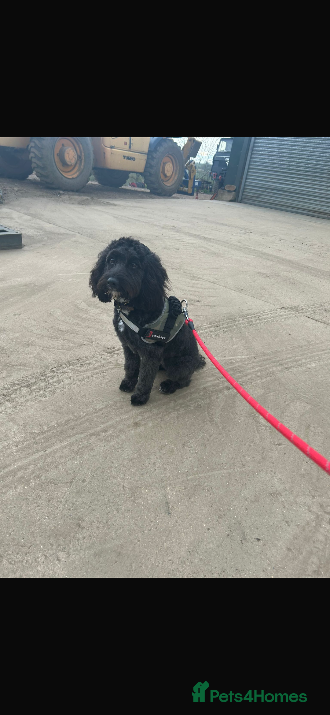 Mixed Breed dogs for sale: Cocker mix - Image 4