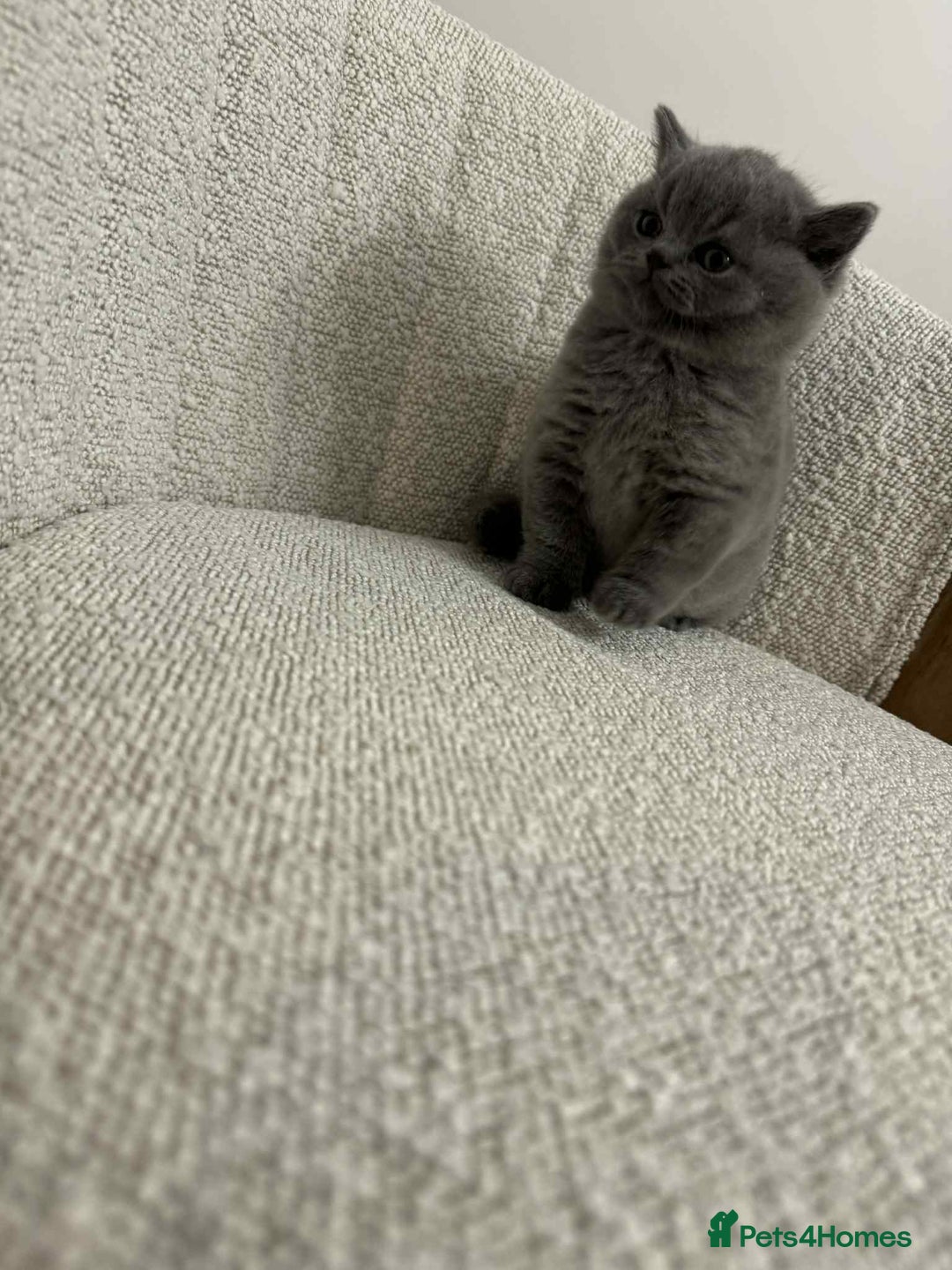 British Shorthair cats for sale: 🐾💙 Meet our little gentleman! 💙🐾 - Advert 7